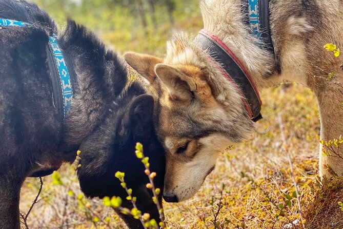 meet-taivas-the-arctic-wolves-private-tour-2