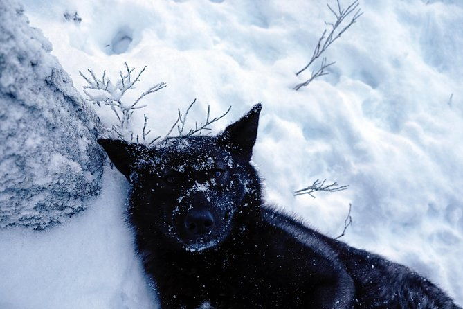 meet-taivas-the-arctic-wolves-private-tour-2