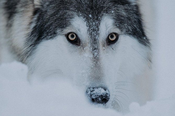 meet-taivas-the-arctic-wolves-private-tour-2