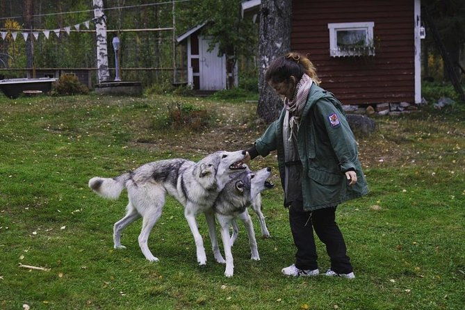 meet-taivas-the-arctic-wolves-private-tour-2