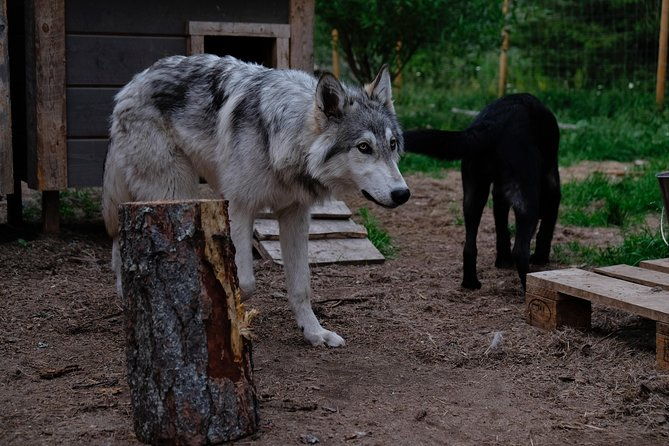 meet-taivas-the-arctic-wolves-private-tour-2