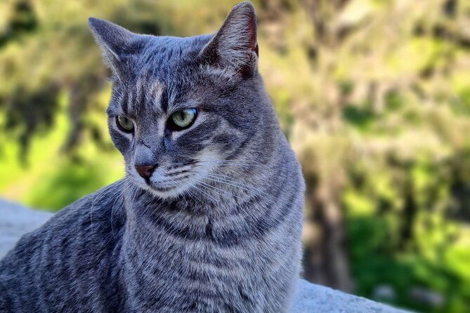 meet-the-cats-of-acropolis-and-thissio-private-tour
