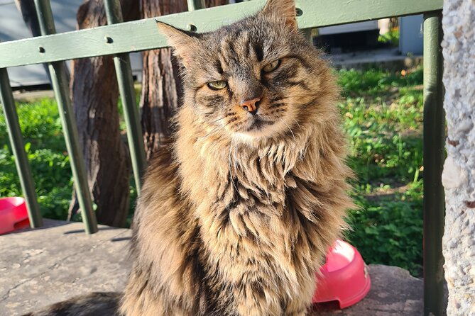meet-the-cats-of-acropolis-and-thissio-private-tour
