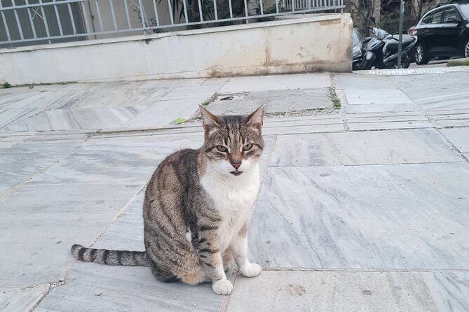 meet-the-cats-of-acropolis-and-thissio-private-tour