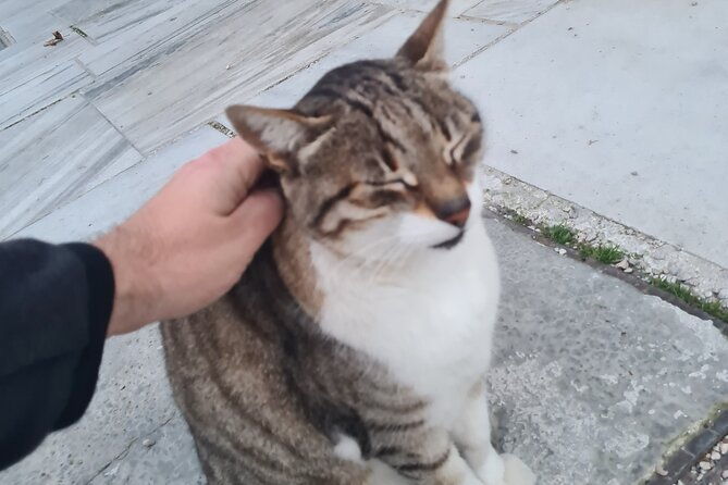 meet-the-cats-of-acropolis-and-thissio-private-tour