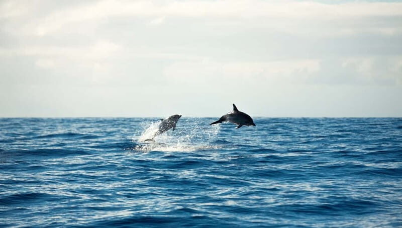 Meet the Dolphins  Escursione in Gommone - RIB Excursion - Logistics and Practicalities