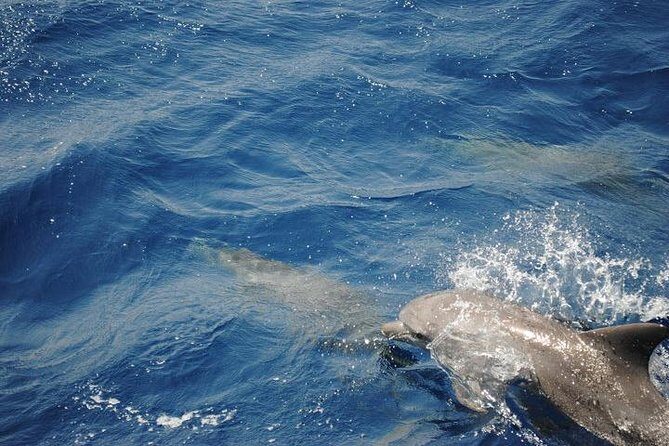 Meet the dolphins in snorkeling tour - What to Expect from the Tour