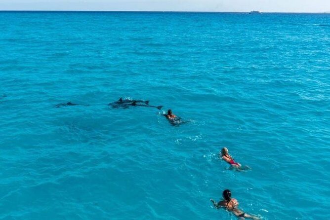 Meet the dolphins in snorkeling tour - Final Thoughts: Is It Worth It?