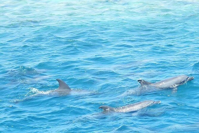 Meet the dolphins in snorkeling tour - Frequently Asked Questions