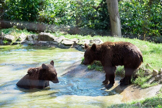 meet-the-free-bears-and-visit-draculas-castle-in-a-day-trip-from-bucharest