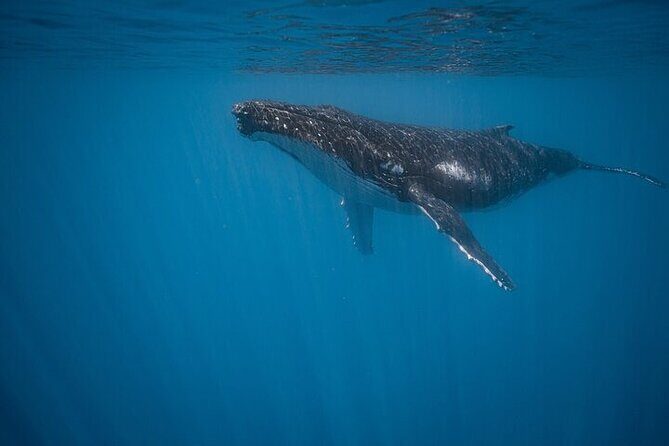 Meet the giants of the seas Semi-private whale trip - Introduction: An Insightful Look at the Whale Trip