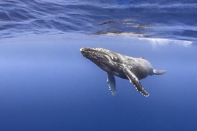 Meet the giants of the seas Semi-private whale trip - The Meeting Point and Practical Details