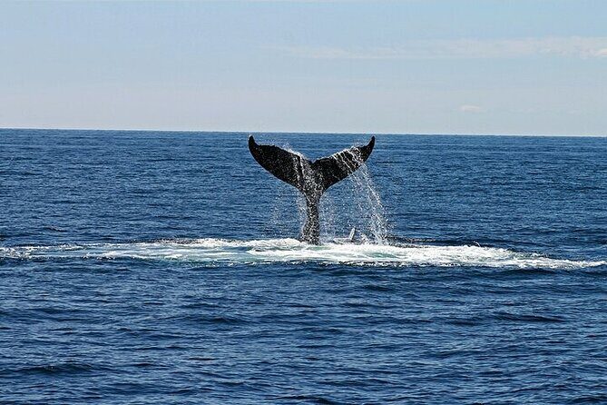 Meet the giants of the seas Semi-private whale trip - Authentic Insights from Reviewers
