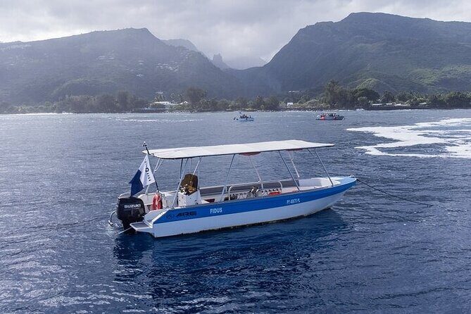 Meet the giants of the seas Semi-private whale trip - FAQ