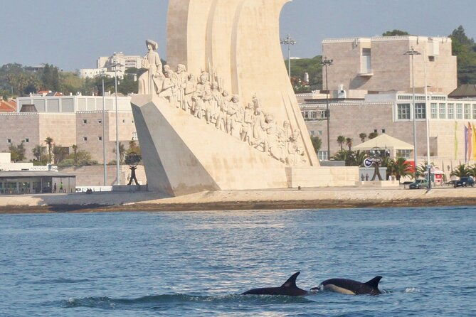 meet-the-lisbon-dolphins-dolphin-watching-in-lisbon