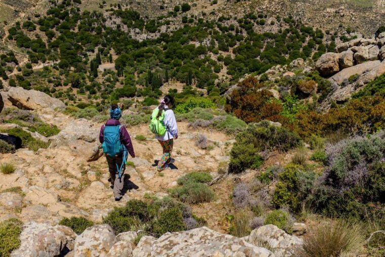 meet-the-trees-in-cyclades-hiking-small-group-experience