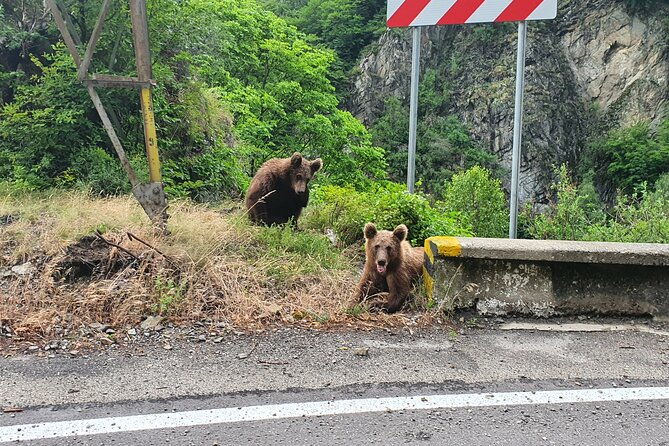 meet-wild-brown-bears-on-the-roads-to-real-draculas-fortress