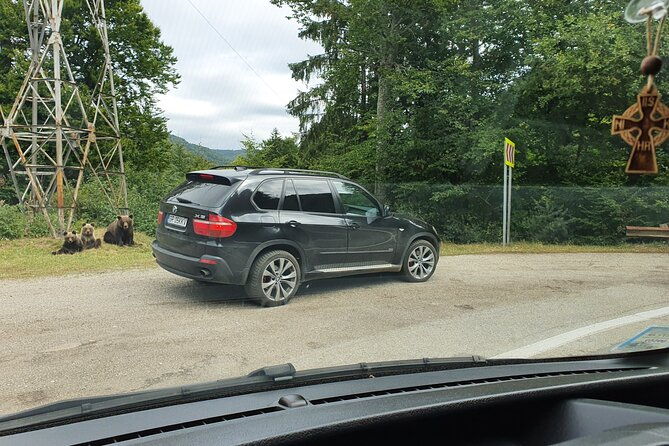 meet-wild-brown-bears-on-the-roads-to-real-draculas-fortress