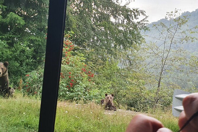 meet-wild-brown-bears-on-the-roads-to-real-draculas-fortress
