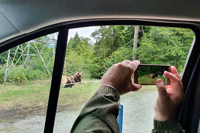meet-wild-brown-bears-on-the-roads-to-real-draculas-fortress