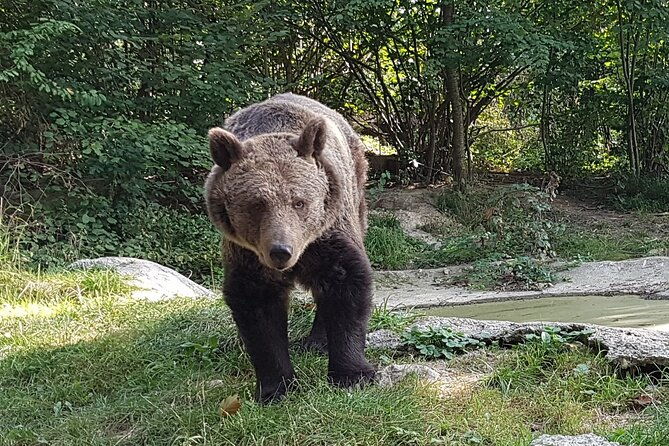meet-wild-brown-bears-on-the-roads-to-real-draculas-fortress