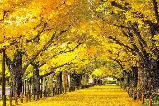 Meiji Shrine & Harajuku Walking Tour Tradition Meets Pop Culture - Is This Tour for You?