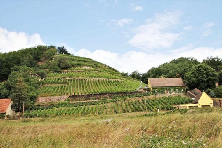 meissen-wine-hike-in-the-spaargebirge-including-3-wine-tastings