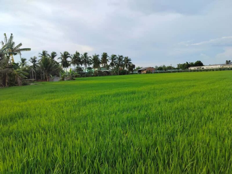 Mekong Delta Cruise & Explore Bicycle Full Day Small Group - Key Points