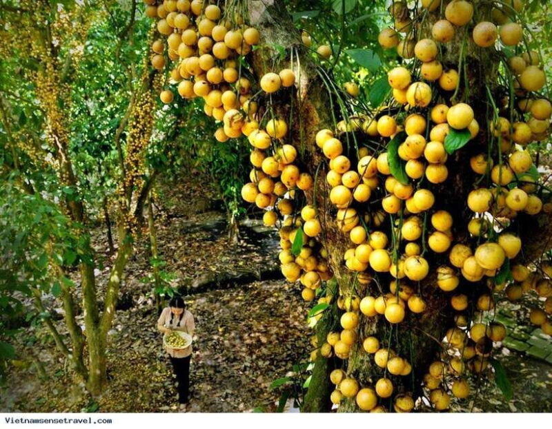 mekong-delta-tour-to-cai-be-tan-phong-island-full-day