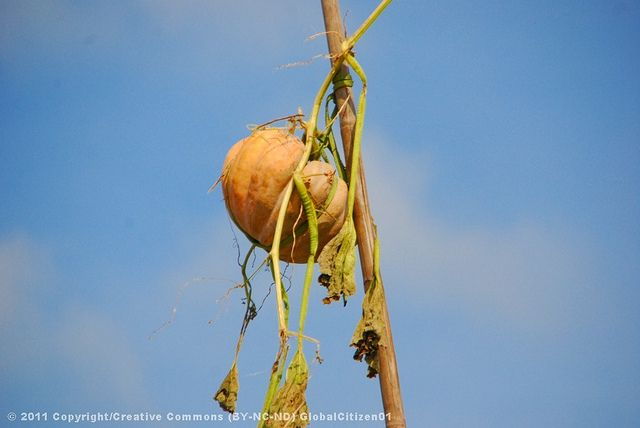 mekong-tour-cai-be-can-tho-floating-market-2-days