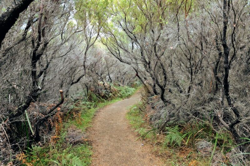 Melbourne: 12 Apostles, Otways & Great Ocean Road Day Tour - Practical Tips for Travelers