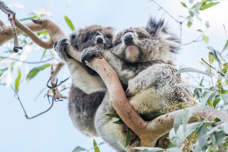 Melbourne: 2-Day Great Ocean Road & Grampians Tour - What Makes This Tour Stand Out?