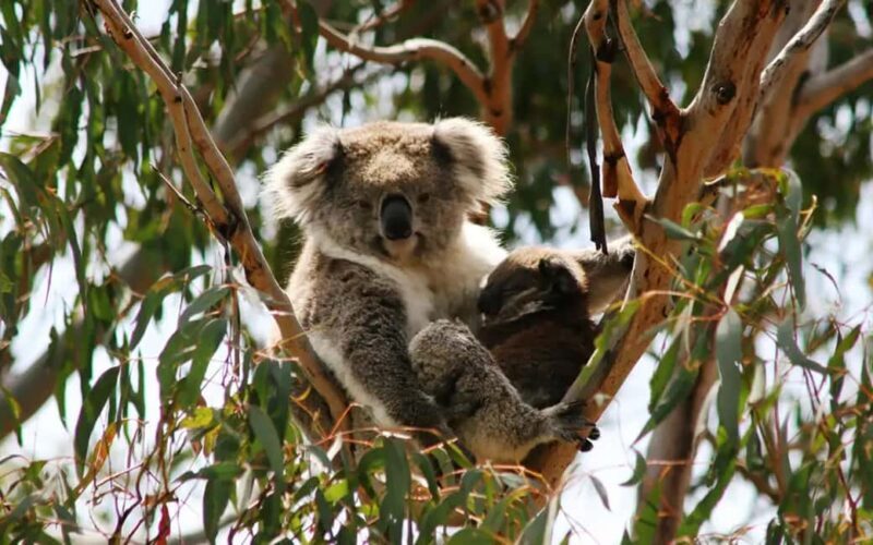 Melbourne: Boutique Phillip Island Wine, Dine & Penguin Tour - An Authentic Day Trip to Phillip Island from Melbourne