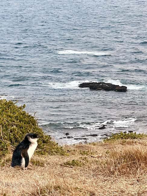 Melbourne: Boutique Phillip Island Wine, Dine & Penguin Tour - Practical Tips for Travelers