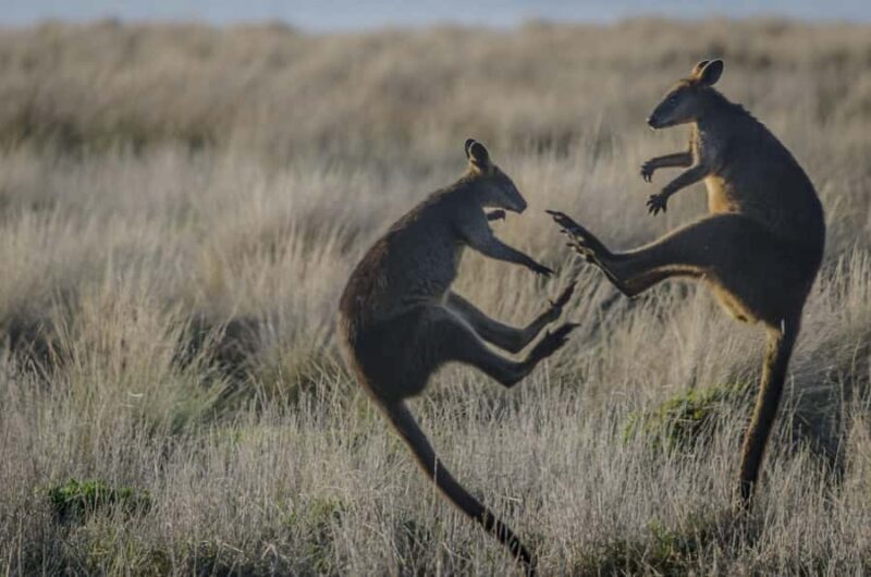 Melbourne: Bunurong Coast & Penguin Parade Day Trip - Final Thoughts