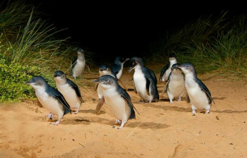 Melbourne: Bunurong Coast & Penguin Parade Day Trip - FAQs