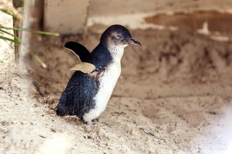 Melbourne: Coastal View & Phillip Isand Penguin Parade Tour - Key Points  