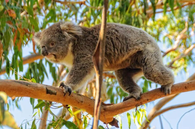 Melbourne: Coastal View & Phillip Isand Penguin Parade Tour - The Sum Up  