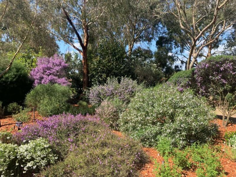 Melbourne: Cranbourne Gardens Electric Explorer Tour - Value and Practicalities
