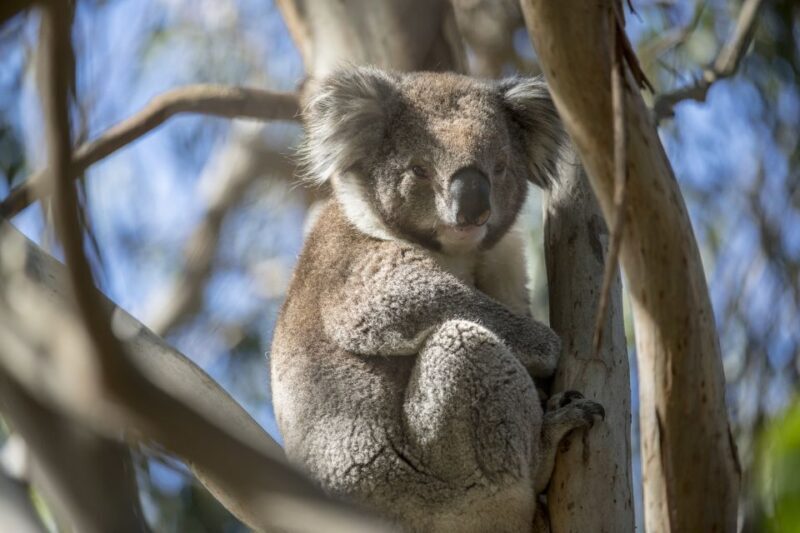 Melbourne: French and Phillip Island Wildlife Expedition - An Overview of the French and Phillip Island Wildlife Tour