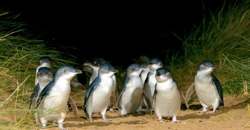 Melbourne: French and Phillip Island Wildlife Expedition - The Value of This Tour