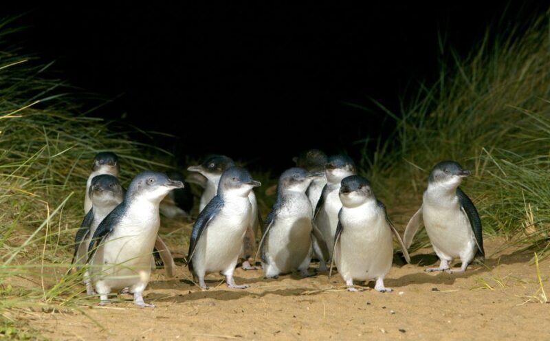 Melbourne: French and Phillip Island Wildlife Expedition - Who Should Consider This Tour?
