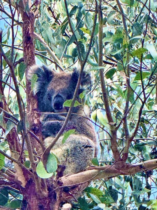 Melbourne: Great Ocean Road Reverse Tour & London Bridge - Discover the Great Ocean Road Reverse Tour & London Bridge