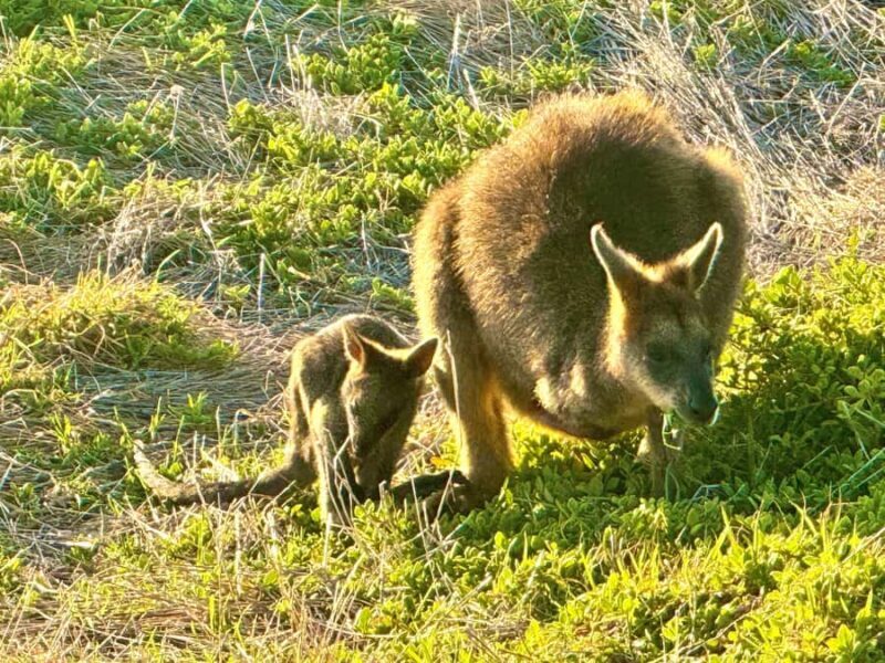 Melbourne: Great Ocean Road Reverse Tour & London Bridge - The Sum Up