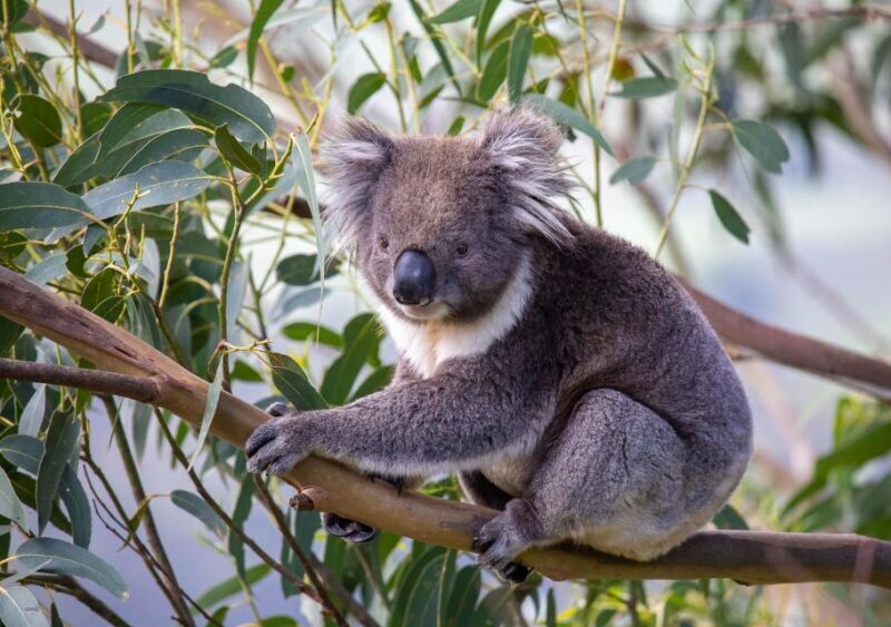 Melbourne: Great Ocean Road & Wildlife Tour for Backpackers - Who Would Love This Tour?