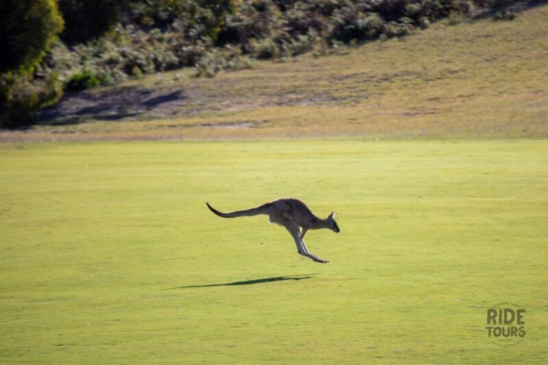 Melbourne: Great Ocean Road & Wildlife Tour for Backpackers - Final Thoughts