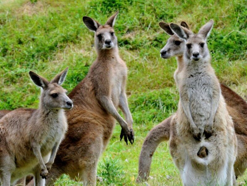Melbourne: Healesville Sanctuary & Phillip Island Tour - Melbourne: Healesville Sanctuary & Phillip Island Tour — A Detailed Review