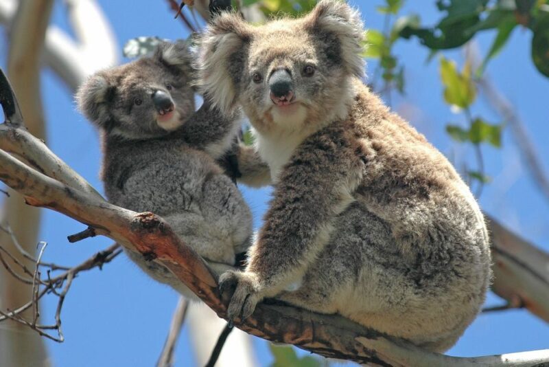 Melbourne: Healesville Sanctuary & Phillip Island Tour - The Details That Matter
