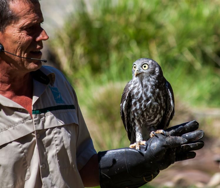 Melbourne: Healesville Sanctuary & Phillip Island Tour - Authentic Experiences & Honest Feedback