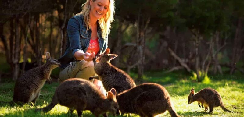 Melbourne Highlights & Aussie Wildlife Express Tour - Key Points